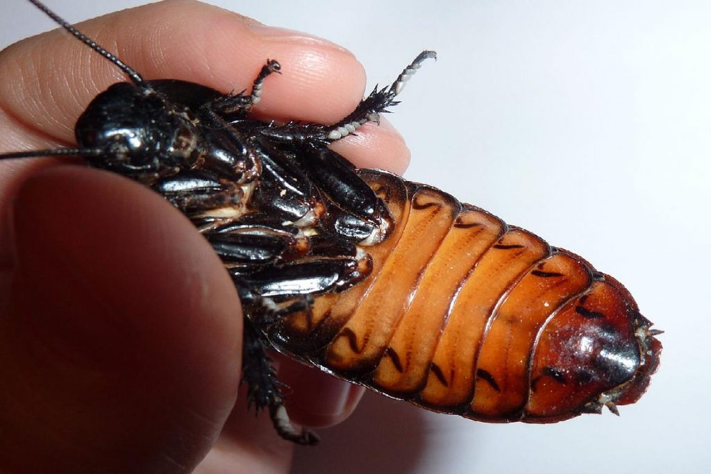 Мадагаскарский шипящий таракан возраст
