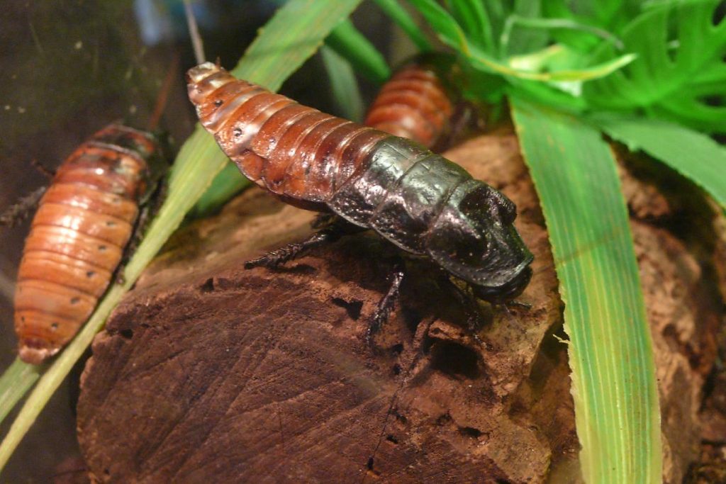 Мадагаскарский шипящий таракан один из самых крупных представителей семейства