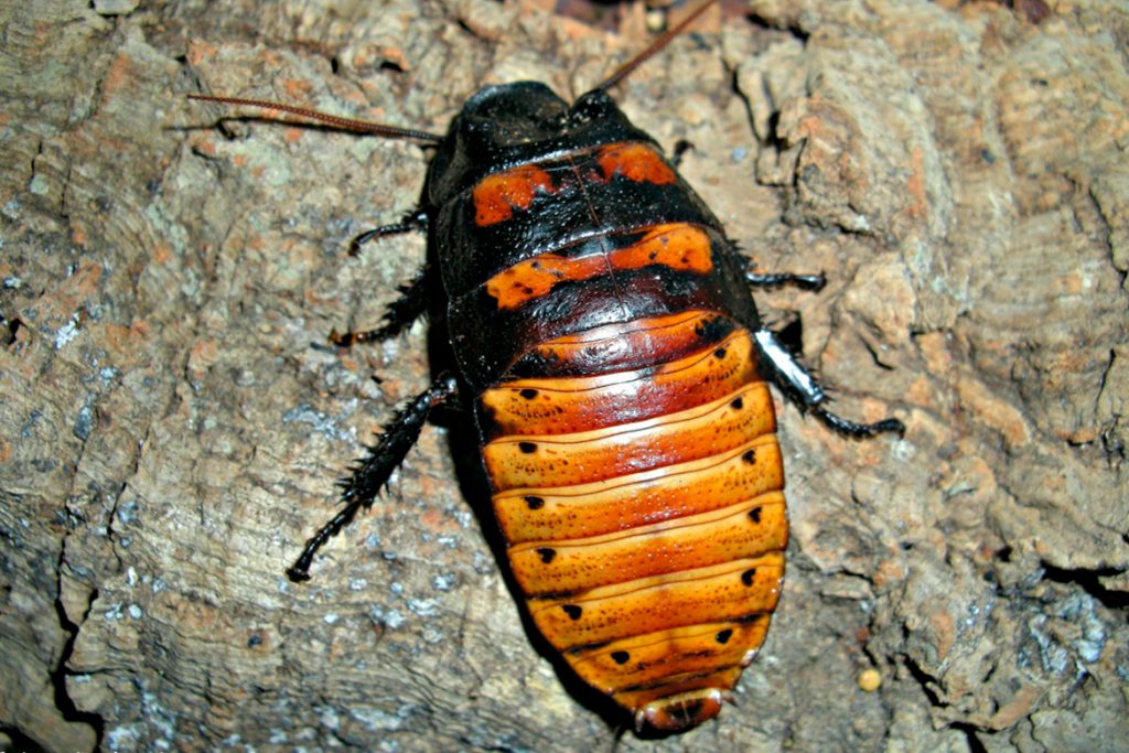 Мадагаскарский шипящий таракан описание