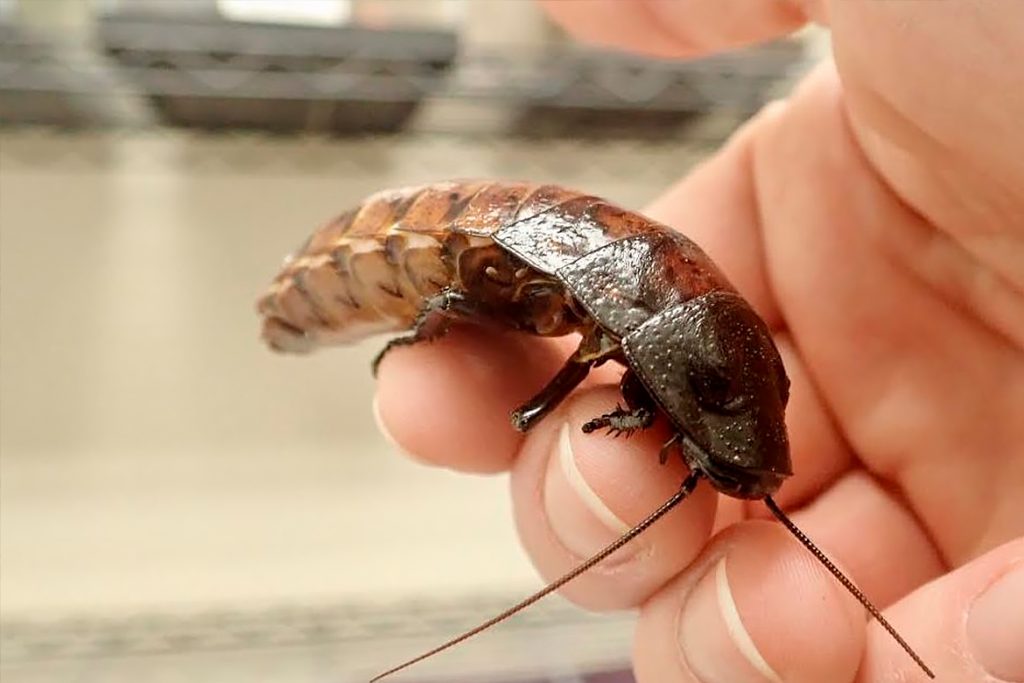 Мадагаскарский шипящий таракан Образ жизни безобидного насекомого