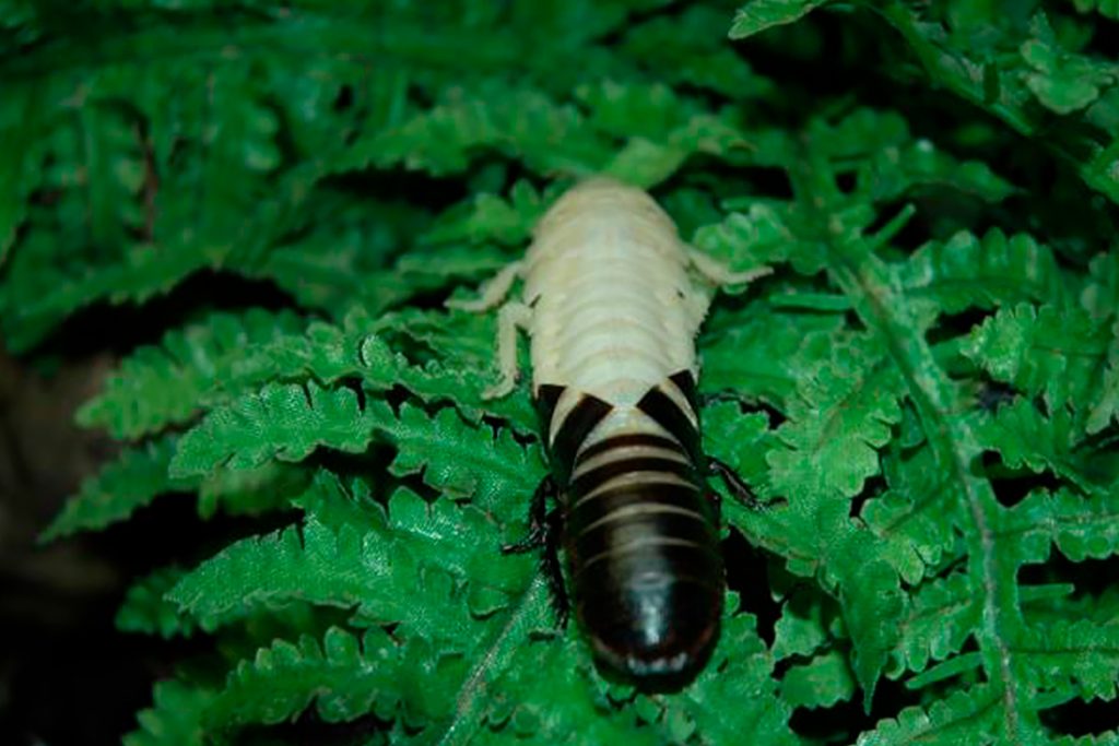 Мадагаскарский шипящий таракан линька