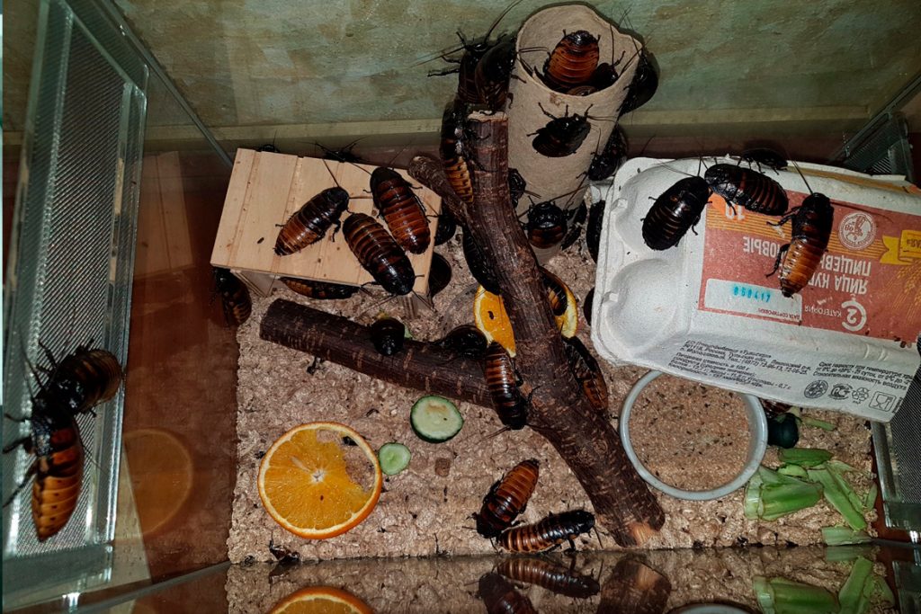 Мадагаскарский шипящий таракан Обустройство инсектария