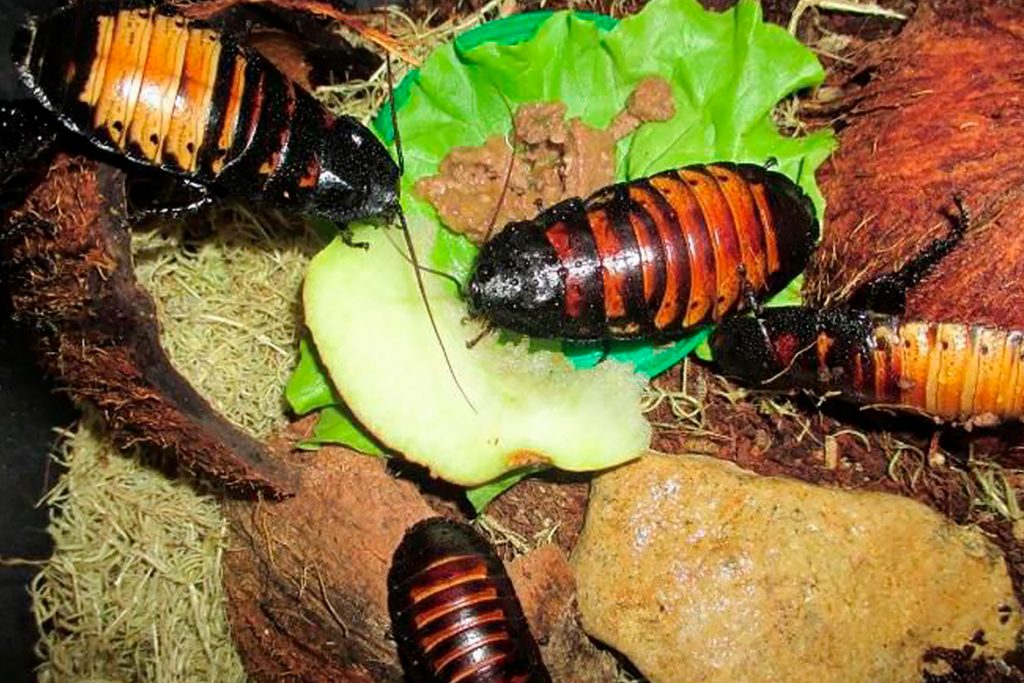 Мадагаскарский шипящий таракан рацион питания