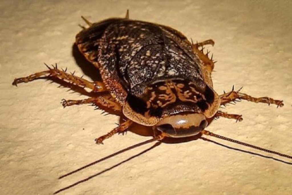 Мраморные тараканы еда для домашних рептилий и пауков вид и разновидность