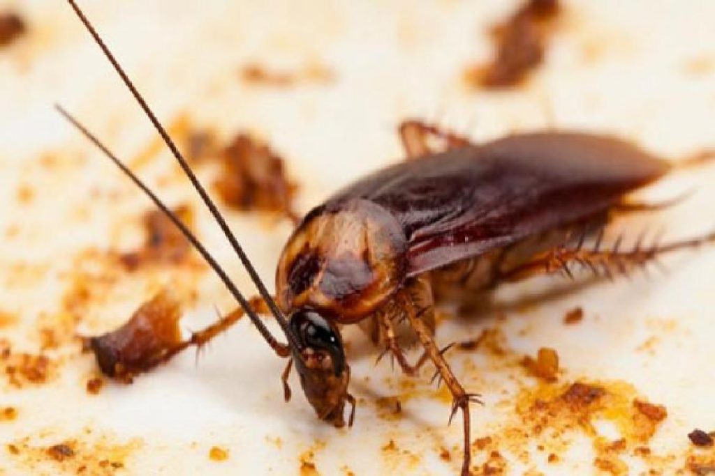Мраморные тараканы еда для домашних рептилий и пауков несут ли опасность тараканы для человека