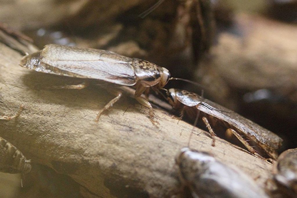 Мраморные тараканы еда для домашних рептилий и пауков спаривание