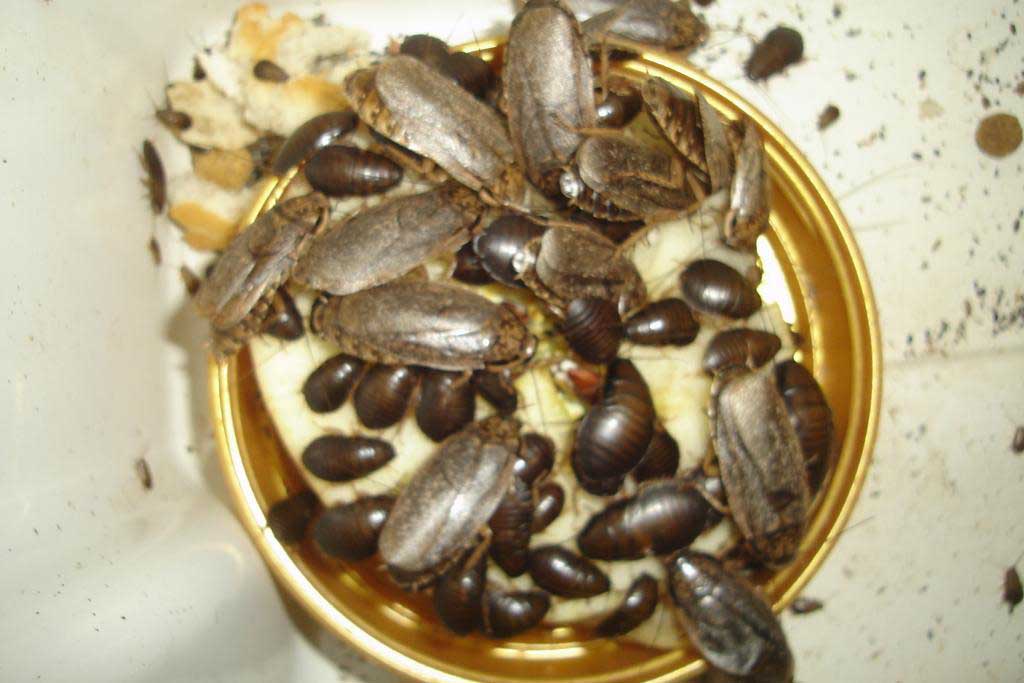 Мраморные тараканы – еда для домашних рептилий и пауков, разведение и содержание в домашних условиях 04