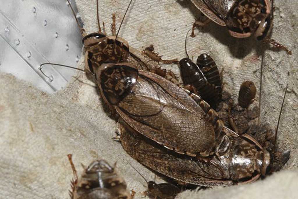 Мраморные тараканы – еда для домашних рептилий и пауков, разведение и содержание в домашних условиях 08