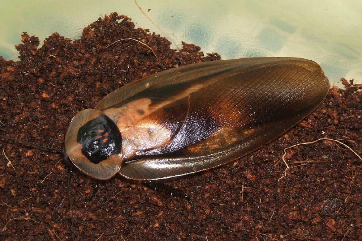 Почему таракана назвали тараканом. Блаберус кранифер. Blaberus craniifer таракан. Блаберус кранифер мертвая голова. Таракан гигантский (Blaberus giganteus).
