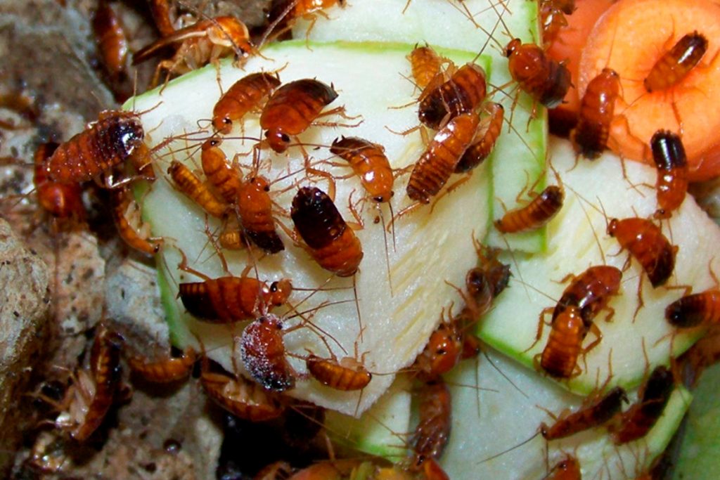 Туркменский таракан Shelfordella колонии