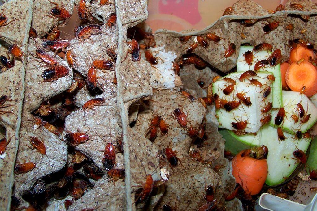Туркменский таракан Shelfordella tartara  как обустроить инсектарий