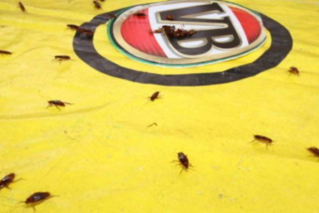10 причин, чем полезны тараканы тараканьи бега