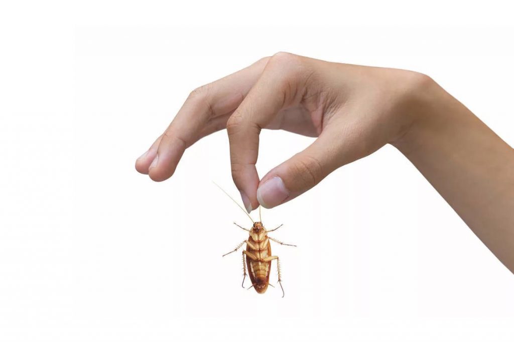 10 причин, чем полезны тараканы спецоперации