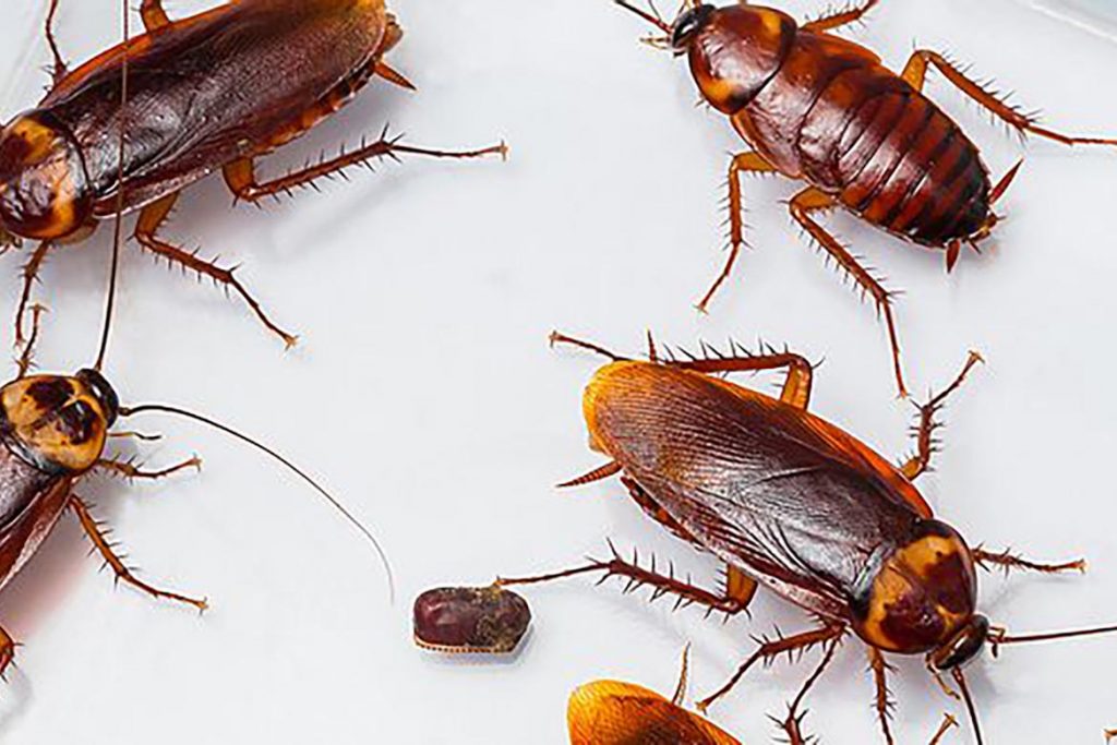 3 лучших средства с полынью – как избавиться от тараканов в квартире. Отзывы покупателей об использовании, плюсы и минусы