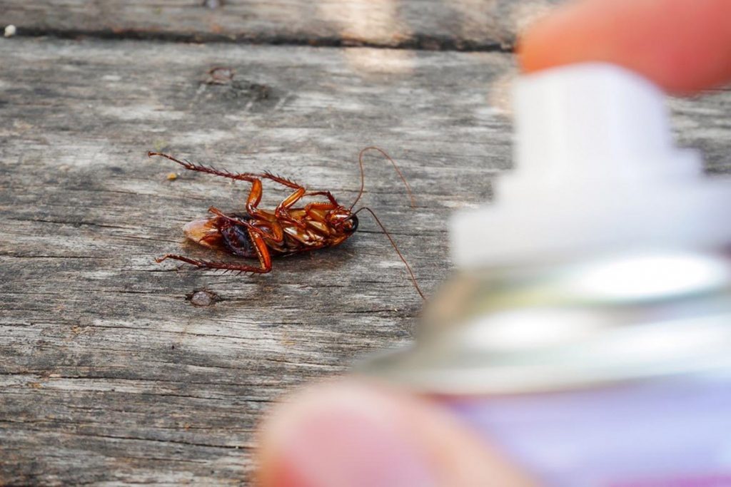 5 рецептов с уксусом в борьбе с тараканами в квартире чего боятся вредители и что помогает, инсектициды