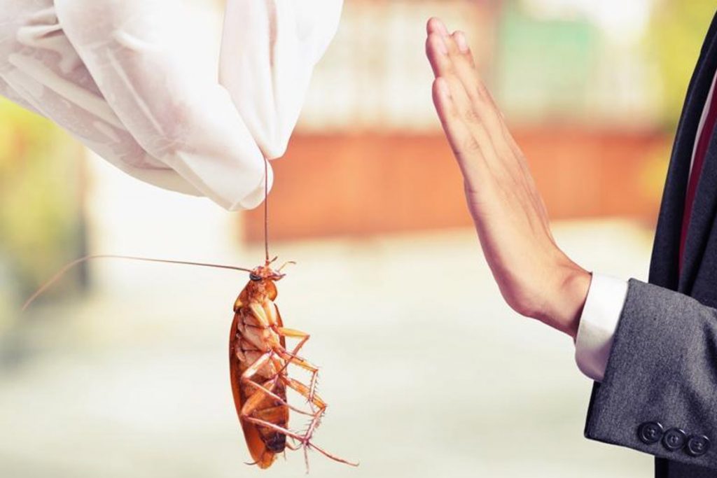 Боязнь тараканов (блаттофобия) вывод