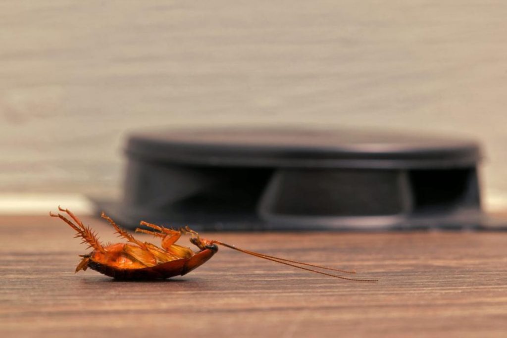 Чистый дом от тараканов – обзор средств (гели, аэрозоли, спреи, ловушки), отзывы покупателей об использовании, рекомендации по использованию