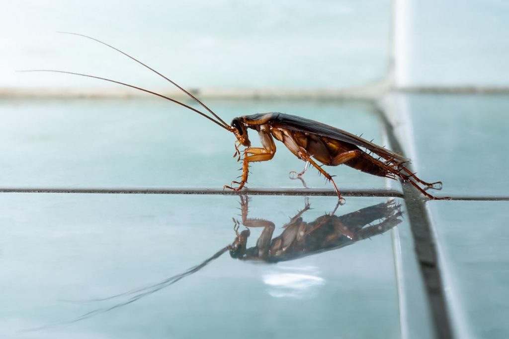 Чистый дом от тараканов – обзор средств (гели, аэрозоли, спреи, ловушки), отзывы покупателей об использовании, дезинсекция