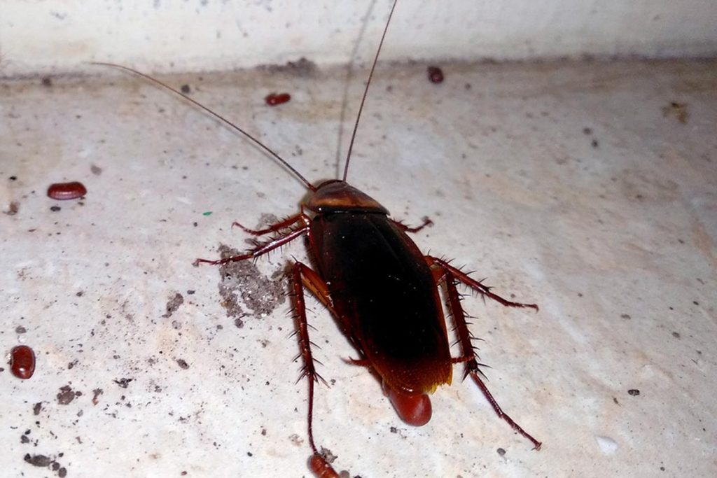 Что делать, если тараканы завелись в микроволновке – пошаговый алгоритм обработки бытовой техники, признаки заражения жилья