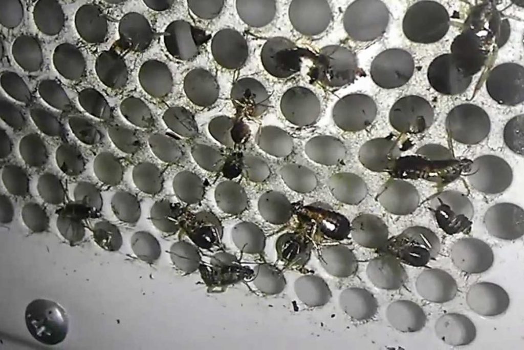 Что делать, если тараканы завелись в микроволновке – пошаговый алгоритм обработки бытовой техники, вред