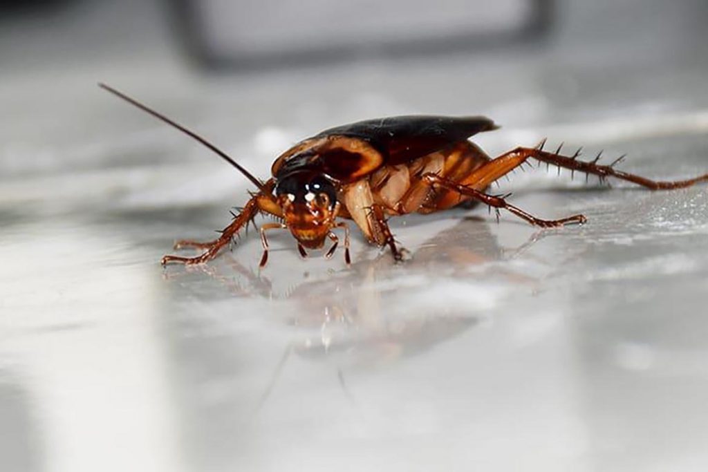 Что делать, если тараканы завелись в микроволновке – пошаговый алгоритм обработки бытовой техники, вымораживание