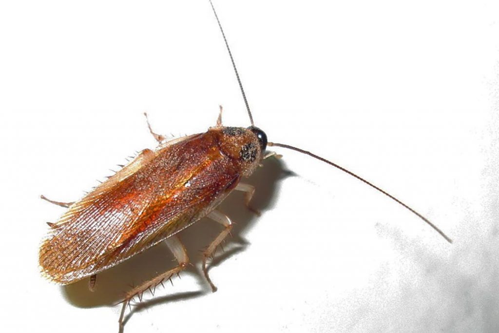 Что делать, если тараканы завелись в микроволновке – пошаговый алгоритм обработки бытовой техники, азиатский таракан