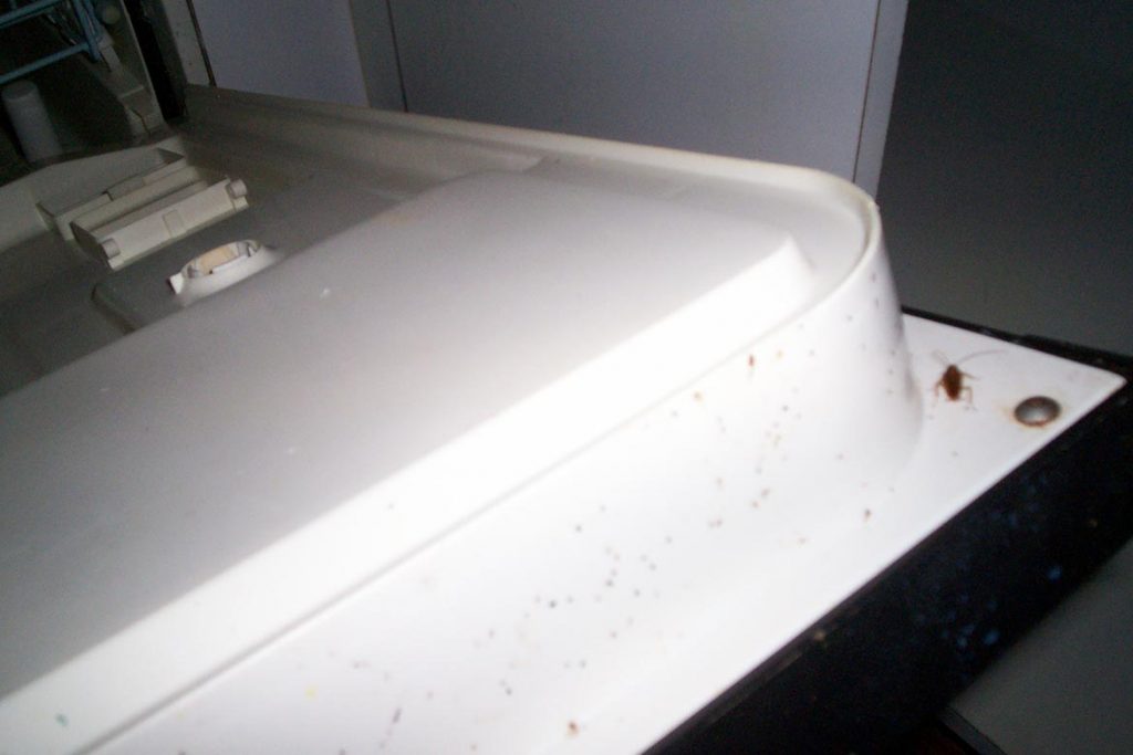 Что делать и как избавиться, если тараканы живут в холодильнике – пошаговая инструкция, как вывести насекомых из бытовой техники. Профилактика, праразиты в посудомоечной машине