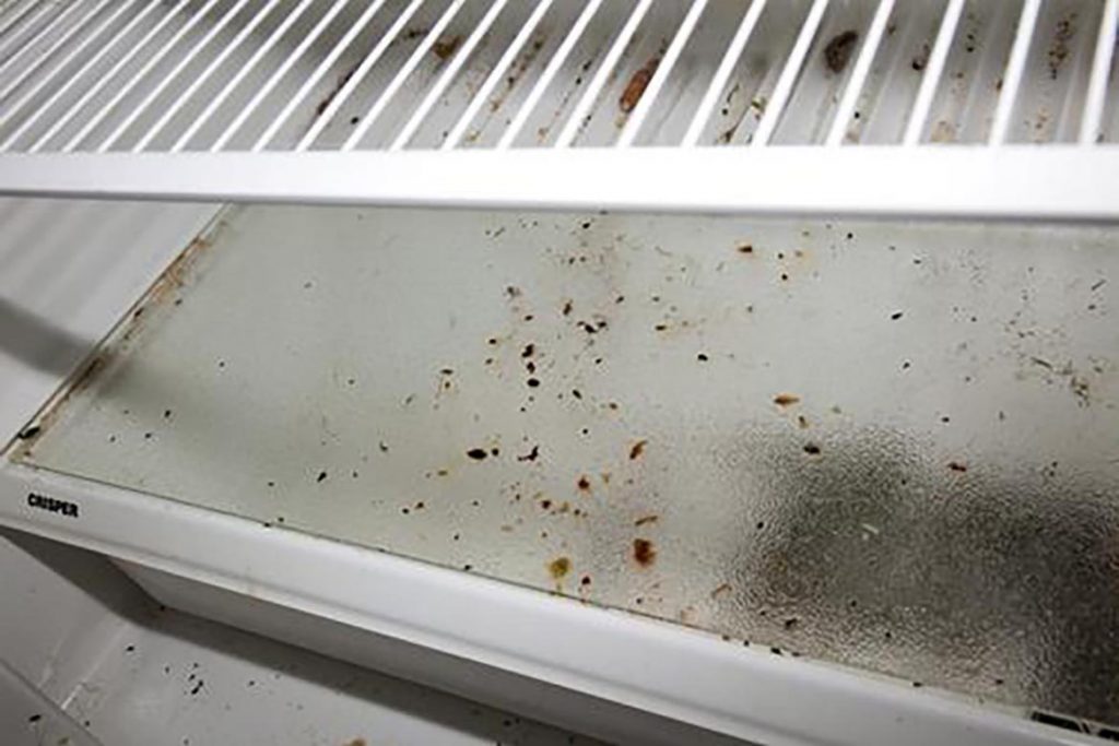 Что делать и как избавиться, если тараканы живут в холодильнике – пошаговая инструкция, как вывести насекомых из бытовой техники. Профилактика, следы жизнедеятельности