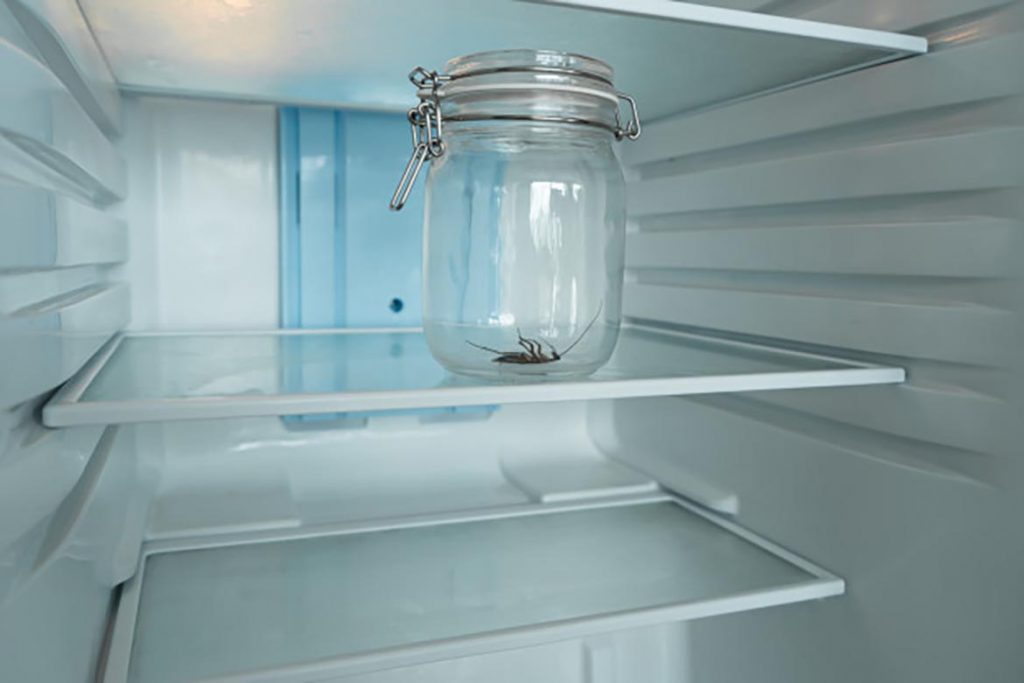 Что делать и как избавиться, если тараканы живут в холодильнике – пошаговая инструкция, как вывести насекомых из бытовой техники. Профилактика, все средства хороши