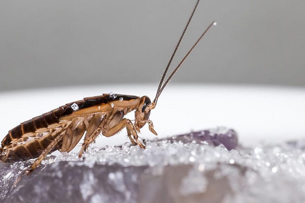 Что делать и как избавиться, если тараканы живут в холодильнике – пошаговая инструкция, как вывести насекомых из бытовой техники. Профилактика, вымораживание