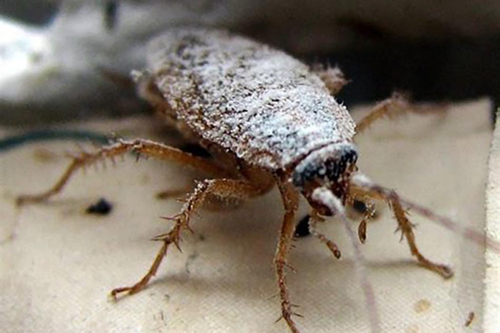 Что делать и как избавиться, если тараканы живут в холодильнике – пошаговая инструкция, как вывести насекомых из бытовой техники. Профилактика, средства для обработки