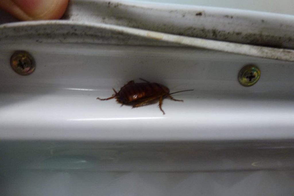 Что делать и как избавиться, если тараканы живут в холодильнике – пошаговая инструкция, как вывести насекомых из бытовой техники. Профилактика, проверка уплотнителей