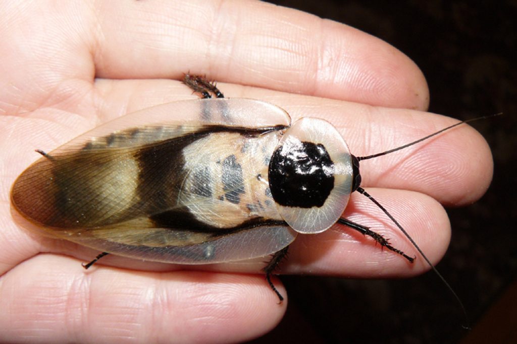 Домашние тараканы блаберус