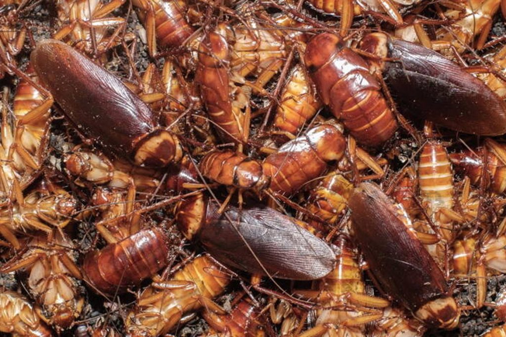 Естественные враги тараканов тезис