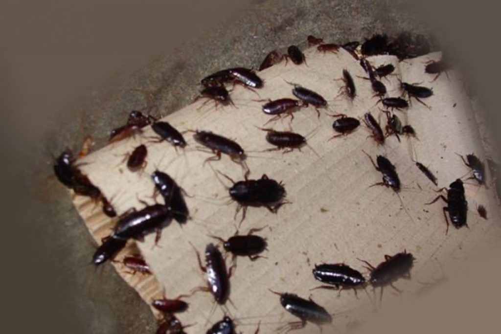 Как выглядят маленькие тараканы в квартире  черные тараканы