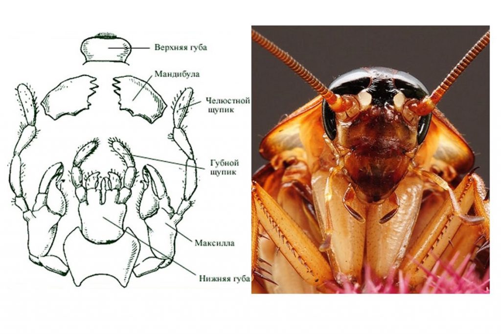 Кусаются ли тараканы или нет строение ротовой полости