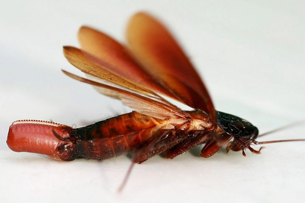 Летают ли тараканы или нет внешний вид