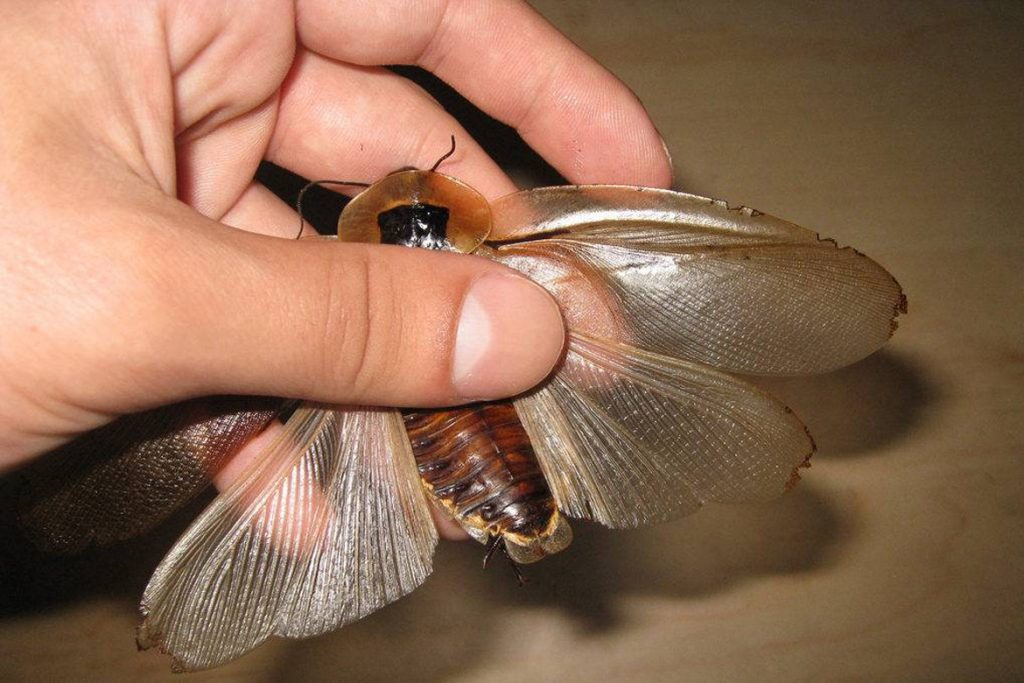 Летают ли тараканы или нет поиск самки