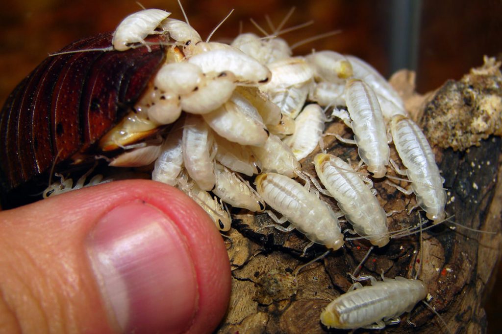 Личинки тараканов домашних все о личинках