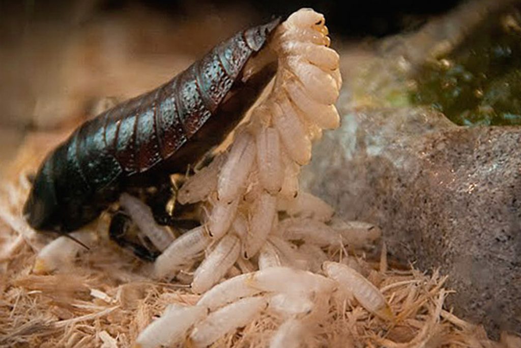 Личинки тараканов домашних созревание