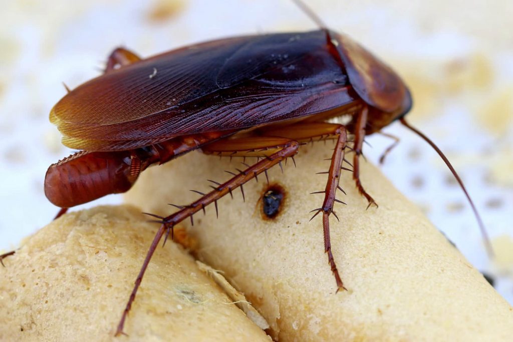Личинки тараканов домашних имаго
