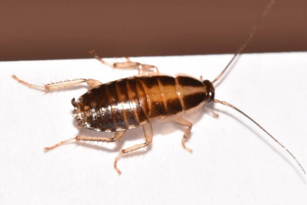 Личинки тараканов домашних нимфа