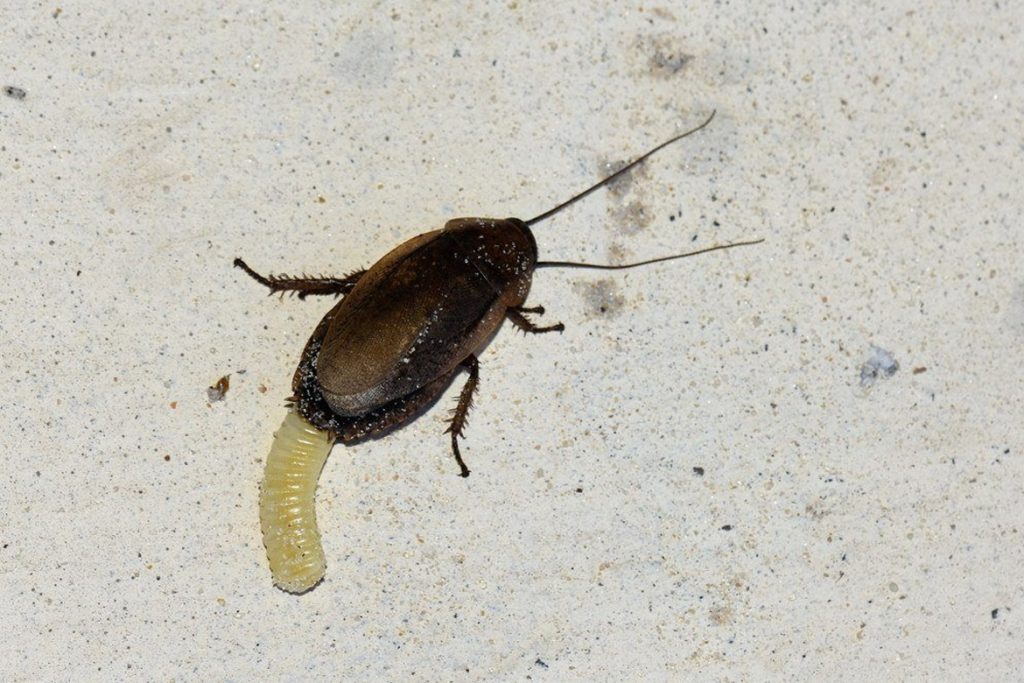 Личинки тараканов домашних личинки питание