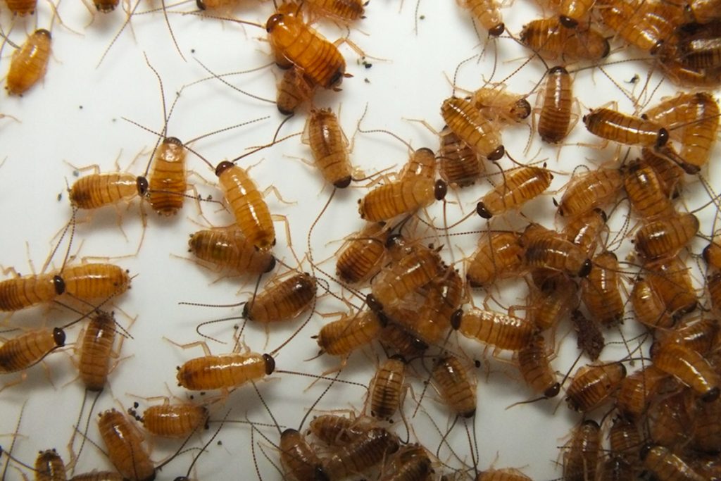Личинки тараканов домашних рыжие тараканы