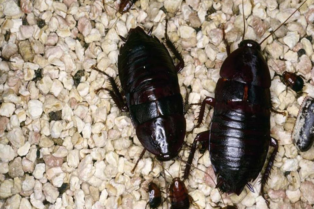 Личинки тараканов домашних заключение