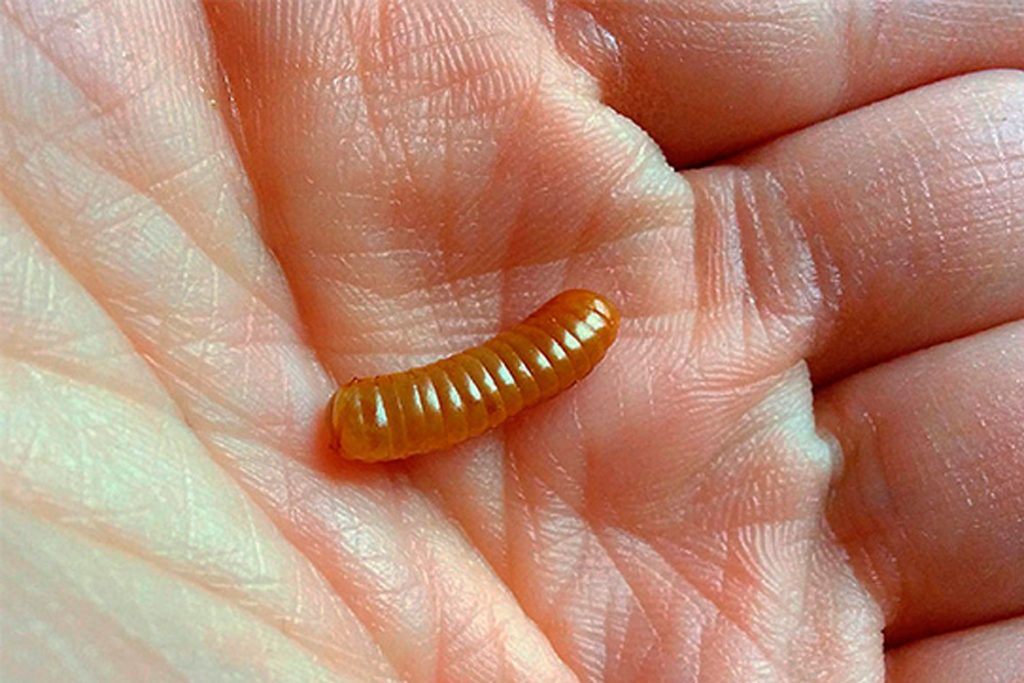 Личинки тараканов домашних внешний вид личинок