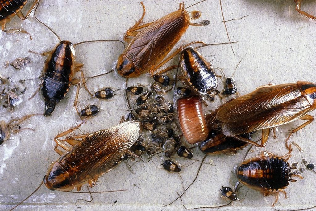 Личинки тараканов домашних внешний вид тараканов