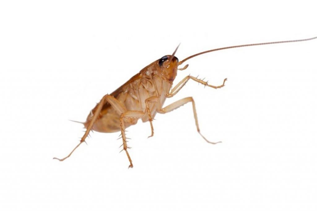 При какой температуре погибают тараканы и их яйца – методы воздействия низких и высоких температур для обработки зараженного помещения, борьба с паразитами