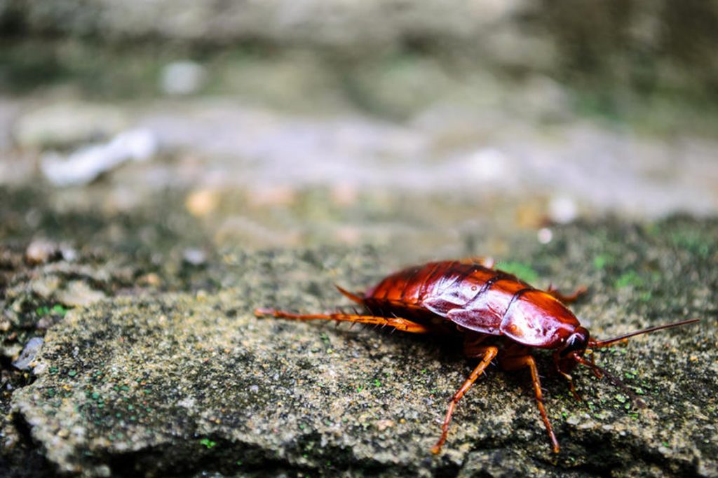Рыжий таракан прусак- как выглядит, причины появления в квартире, сколько живет, как избавиться раз и навсегда как выглядит