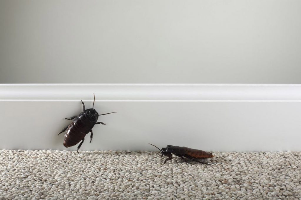 Рыжий таракан прусак- как выглядит, причины появления в квартире, сколько живет, как избавиться раз и навсегда бег по комнате